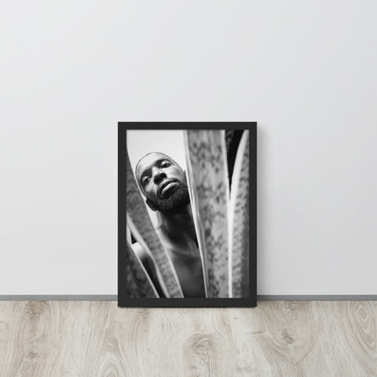 Snake Plant Framed Poster