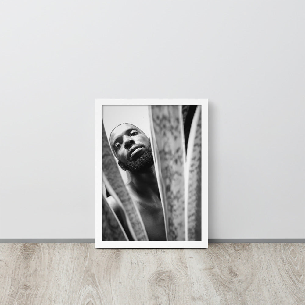 Snake Plant Framed Poster