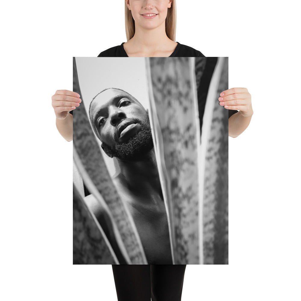 Snake Plant Poster